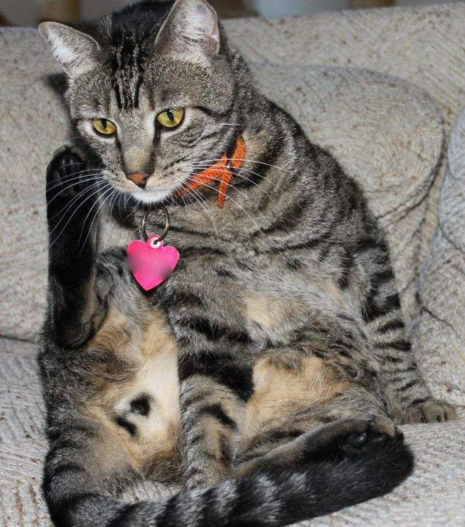 家里有四只猫是什么样的体验,家里有个调皮的猫是什么感觉