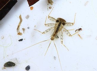 惊掉你下巴的“变态”虫生！盘点动物界那些长着长着就变形的主儿