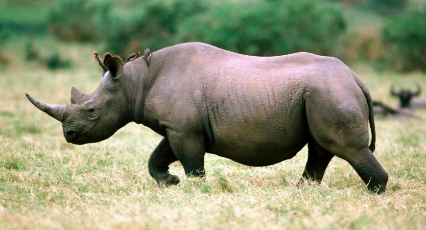 天价的犀牛角，竟如此嚣张