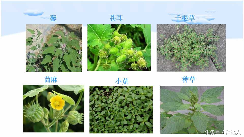 马上开始播种花生,快要种花生了