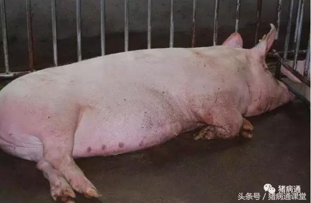 给猪打疫苗猪吐了咋回事,给猪打了疫苗有什么后果