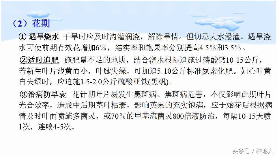 马上开始播种花生,快要种花生了