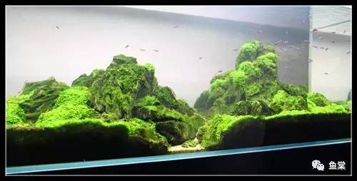 分享养植经验,分享绿植花卉养护日常