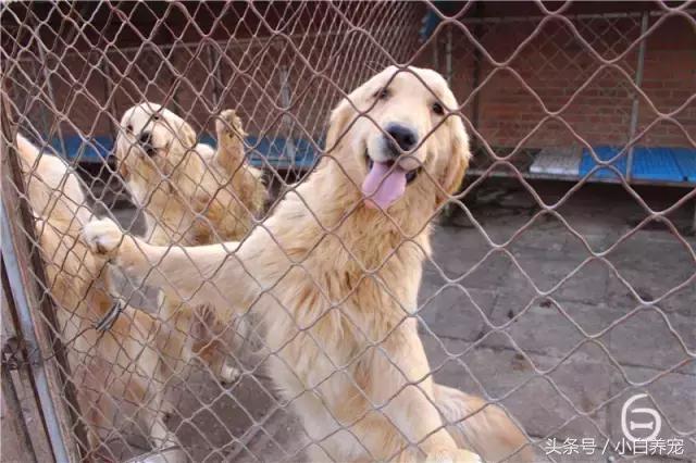 狗贩子VS繁育者,买狗狗究竟该找谁?