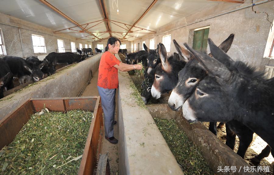 青储饲料怎么养驴,养驴需要饲料添加剂吗