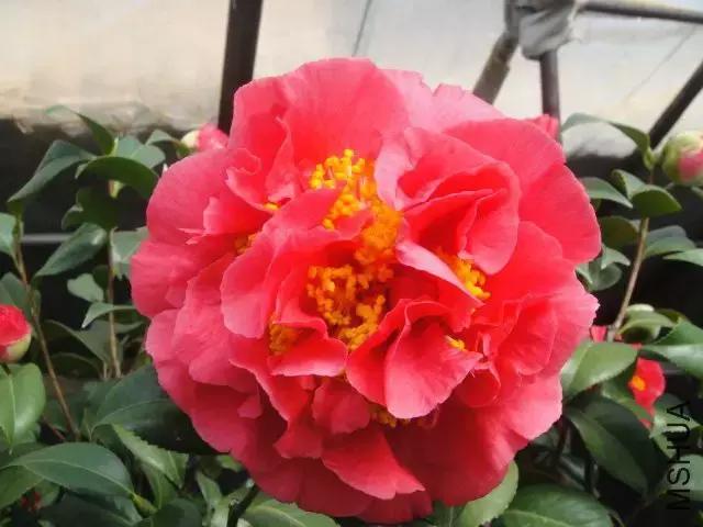 四大名花之山茶,中国百种山茶图片