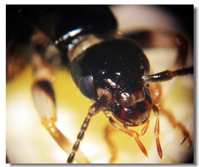 蠼螋到底有多可怕,食脑虫厉害还是食人蝇厉害