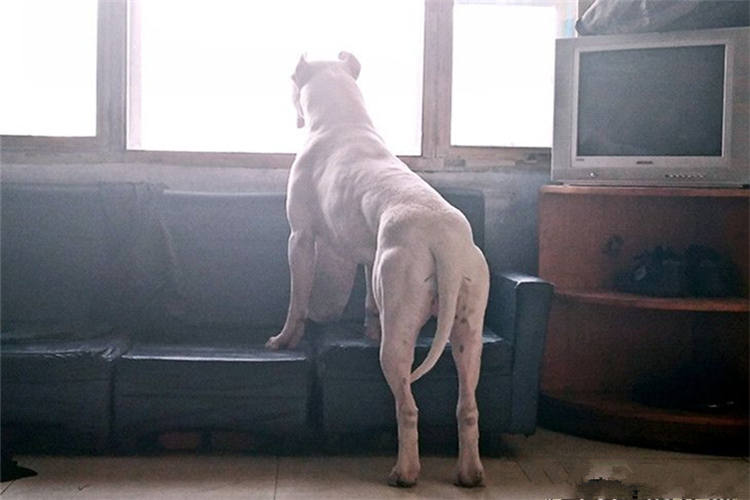 比特杜高犬抓野猪图片,杜高犬狩猎大型野兽