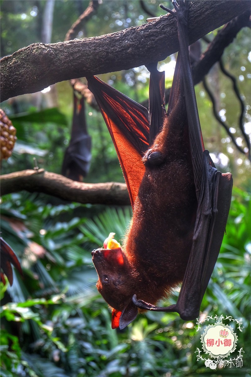 春节旅游新加坡,还能不能春节旅游去新加坡