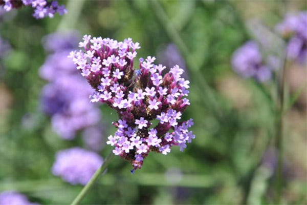 周末周边游：品味密云春景体验休闲农庄