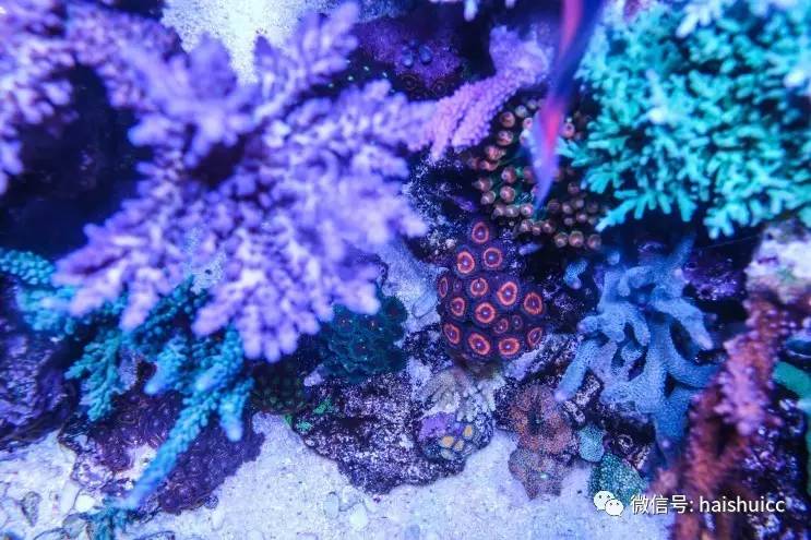 蛋炒饭的配方与做法,蛋炒饭的秘制酱料该怎么做