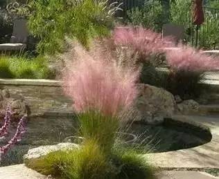 观赏草美景图片大全,观赏草叶