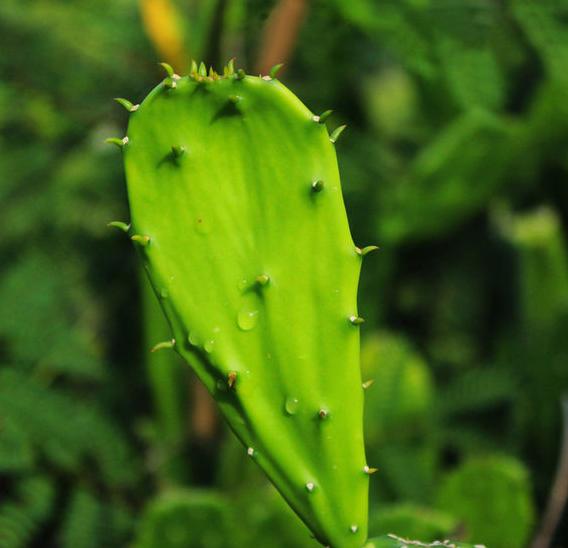 免签的塞班岛上天下海,塞班岛这个免签海岛美到尖叫