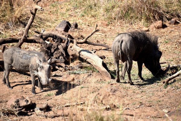 彩虹国家南非,彩虹国度南非之旅
