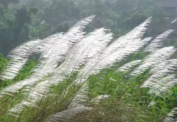 观赏草美景图片大全,观赏草叶