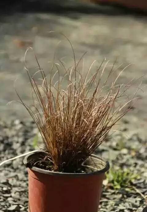 观赏草美景图片大全,观赏草叶