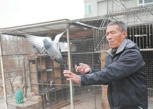 太原市鸽将军,太原鸽将军