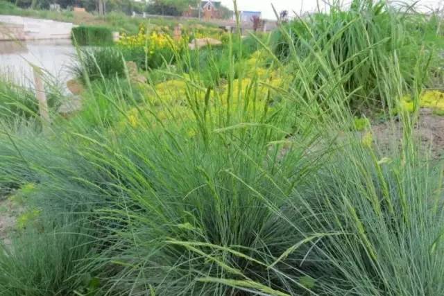 观赏草美景图片大全,观赏草叶