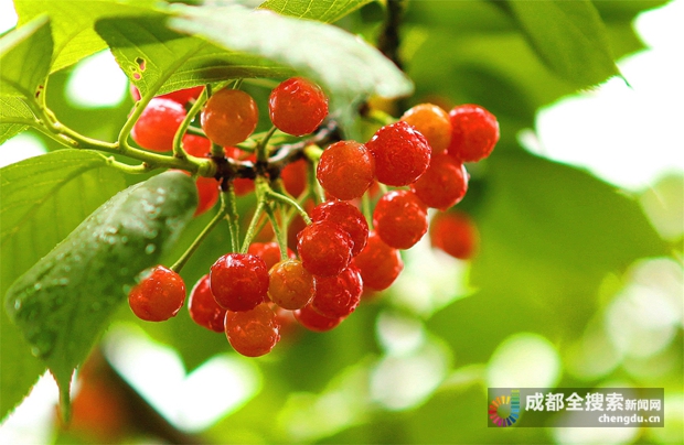 蒲江樱桃节什么时候,樱桃红啦