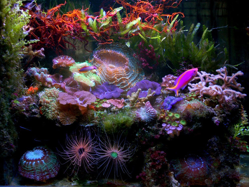 海缸海藻,海缸主缸可以养海藻吗