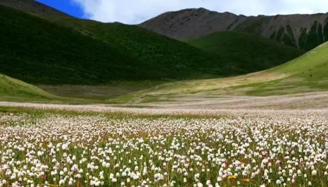 四川不可不去的十个景区,四川湿地风景区