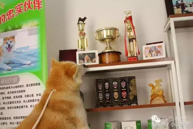 狗贩子和家庭繁育区别,狗贩子vs比特犬