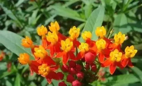 5种好看又可吃的花儿,小众又漂亮的花儿