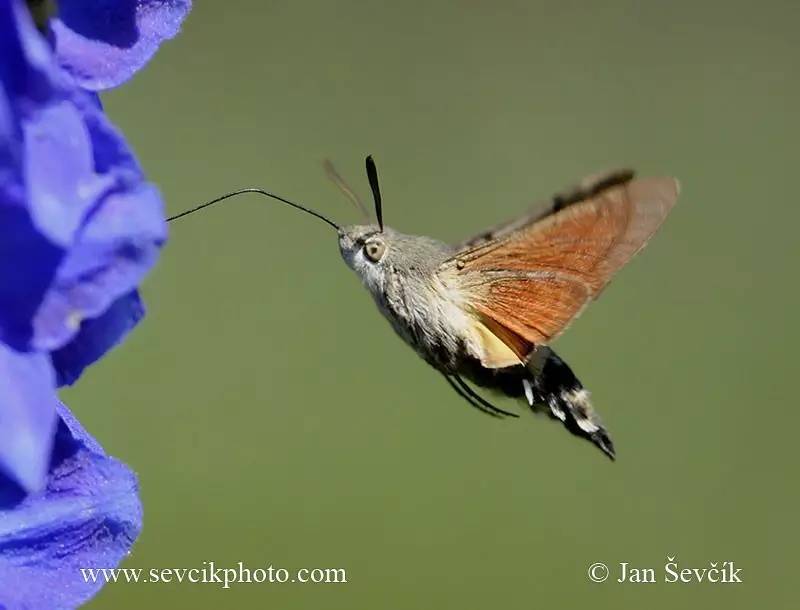 蛾,蛾,蛾~最大、最美、最奇葩,展翅向天歌