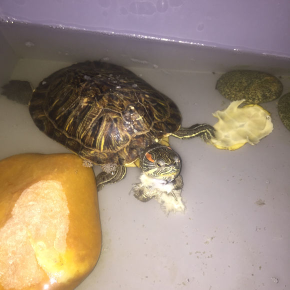 养了两只巴西龟早晨一只就剩空壳,养了七年的巴西龟终于生蛋了