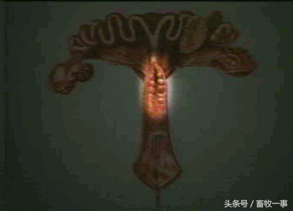 养猪怎样提高人工授精的成功率,养猪新模式猪舍建造