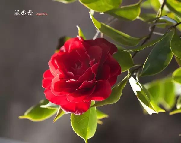 四大名花之山茶,中国百种山茶图片