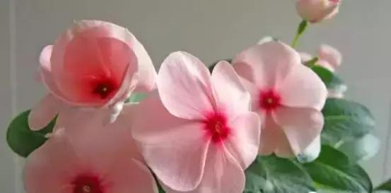 5种好看又可吃的花儿,小众又漂亮的花儿