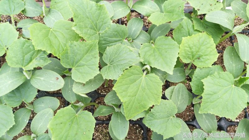 水培黄瓜的营养液加什么能防病害,水培黄瓜的种植方法