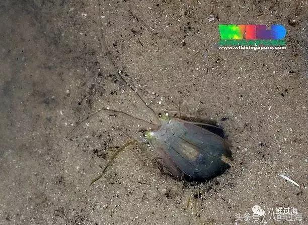 比手臂还粗的皮皮虾你吃过了吗,比手臂还大的皮皮虾吃起来超过瘾