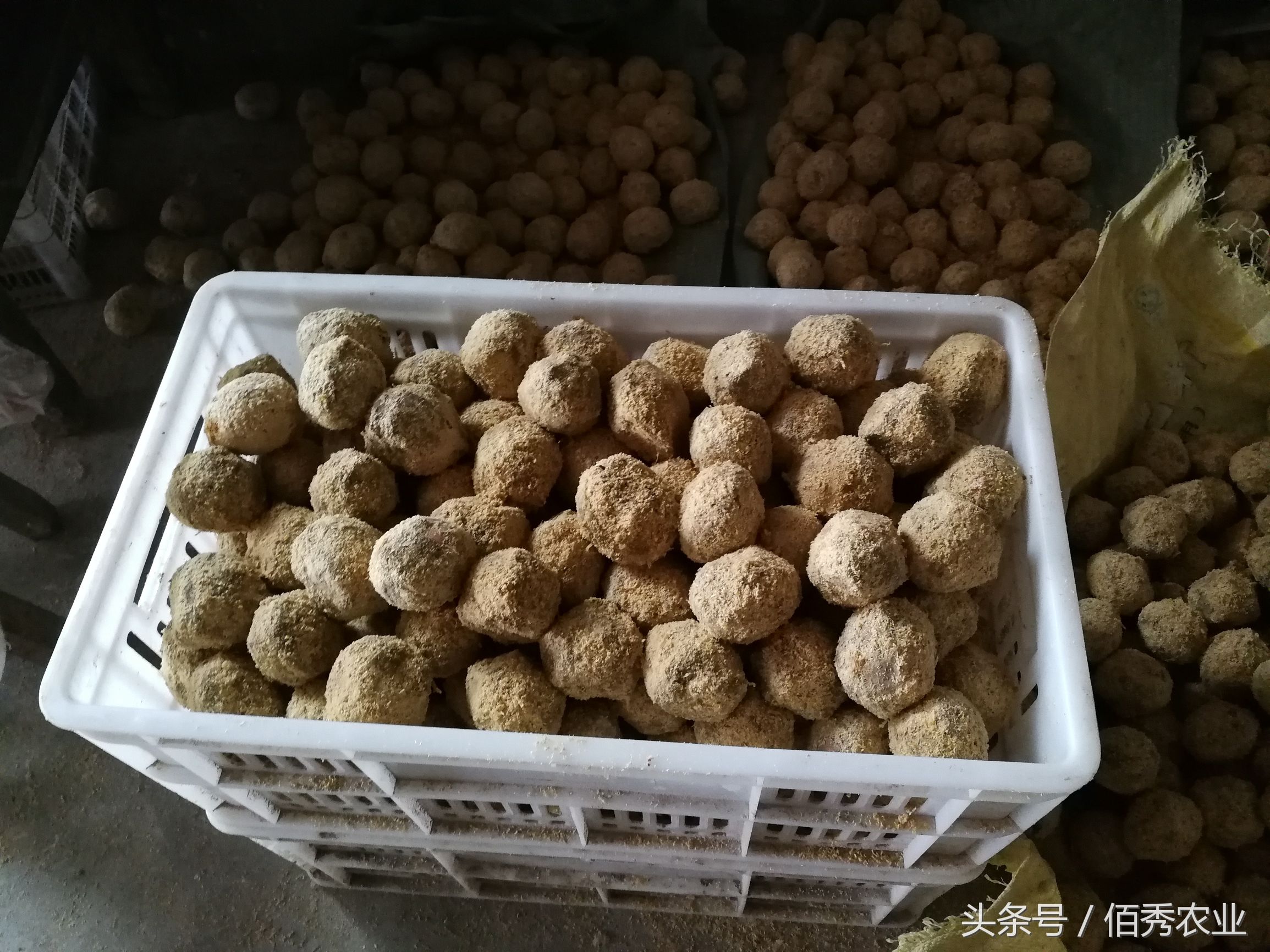 五毛钱一个的变蛋，能治痢疾肚子疼！