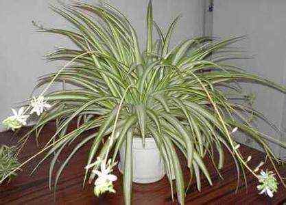 吊兰为什么被称为绿色净化器呢,吊兰可以当空气净化器吗