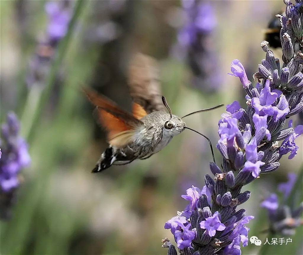 蛾,蛾,蛾~最大、最美、最奇葩,展翅向天歌