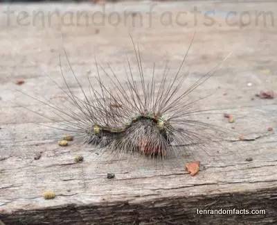 蛾,蛾,蛾~最大、最美、最奇葩,展翅向天歌