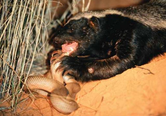 蜜獾平头哥战老虎,最大蜜獾平头哥