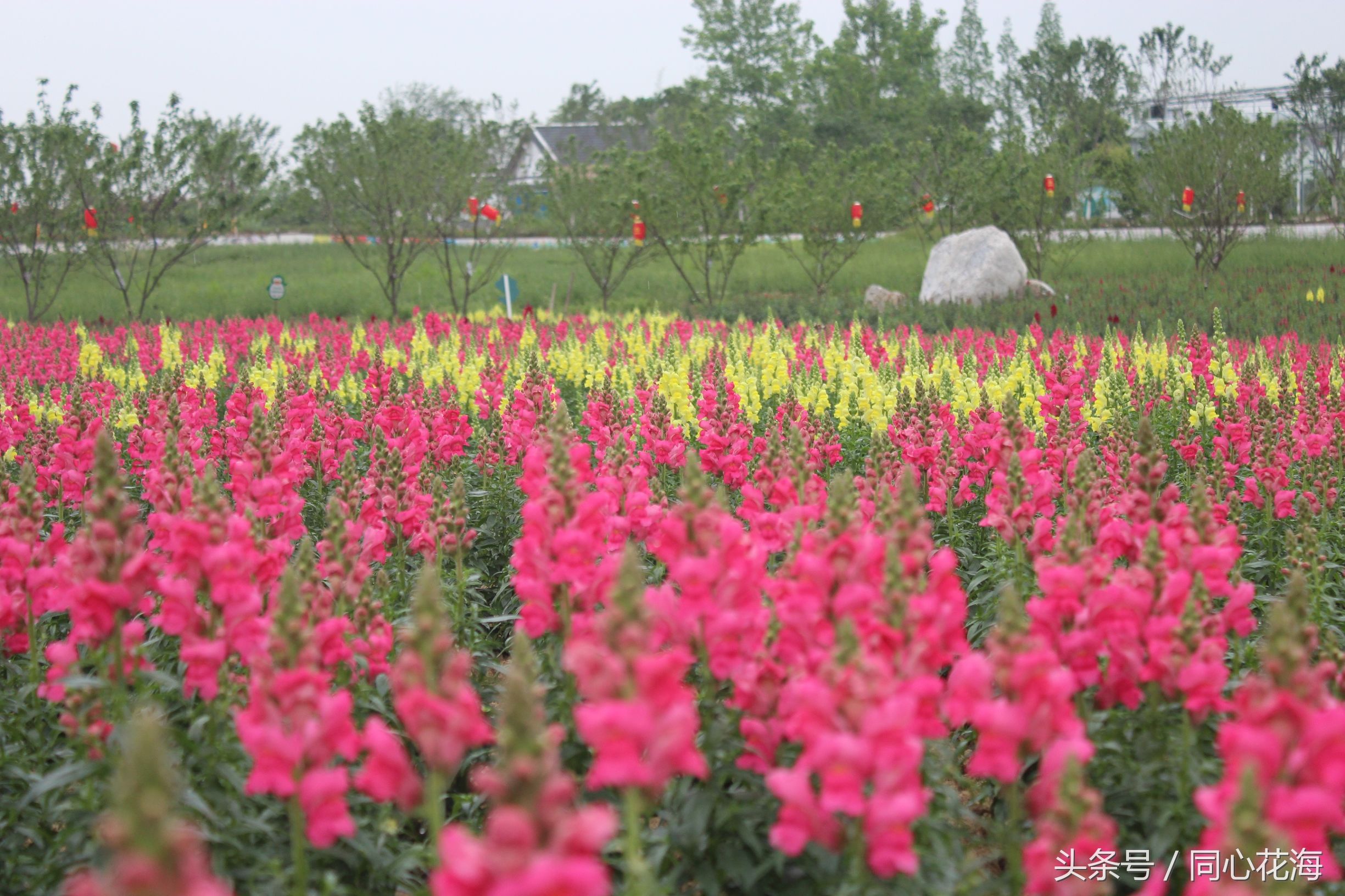 美丽的金鱼草花海,金鱼草花海