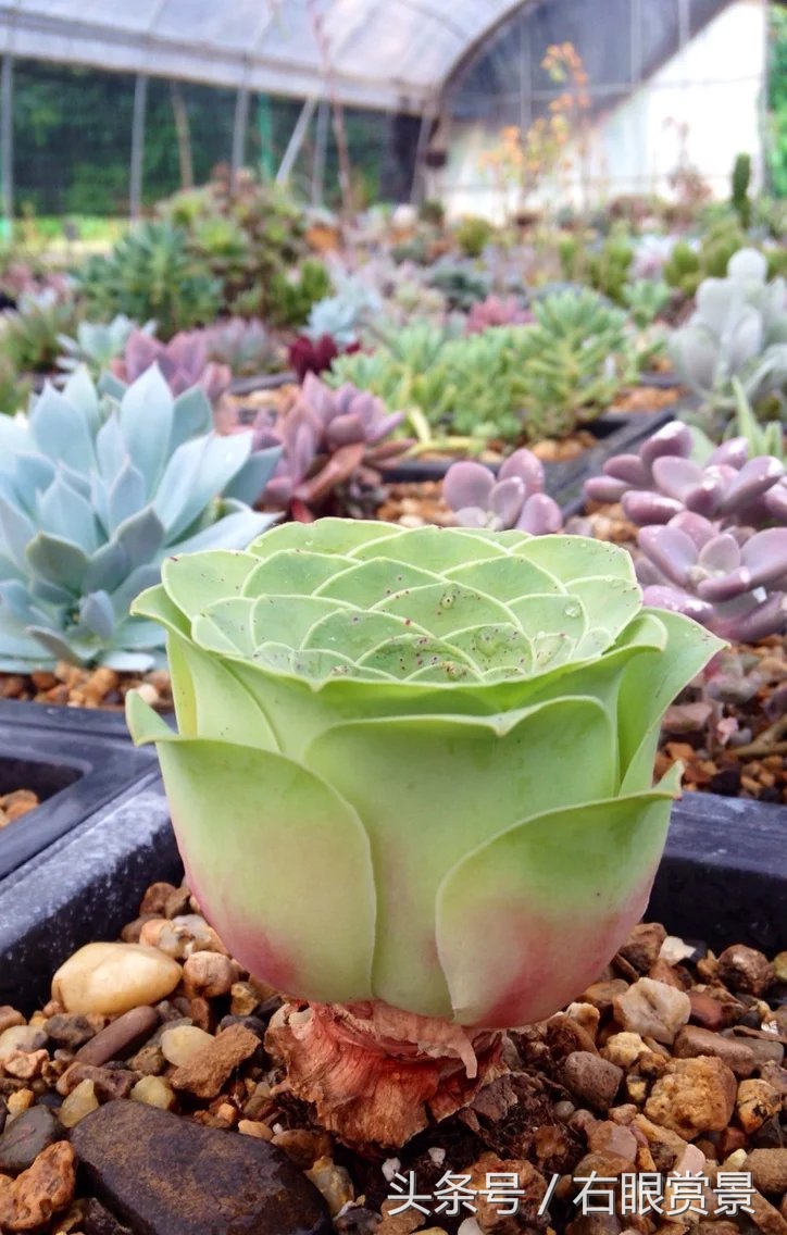 精品多肉颗颗都是韩版欧货老桩让您大呼过瘾