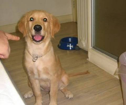 利用浴室训练幼犬定点大小便,怎么控制幼犬随时随地大小便