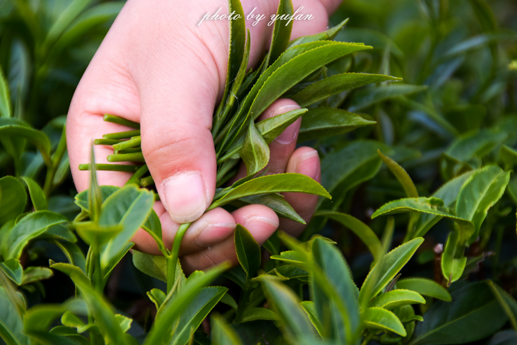云端上的世外桃源，看看浇灌牛奶和土鸡蛋的有机乌龙茶长成啥样
