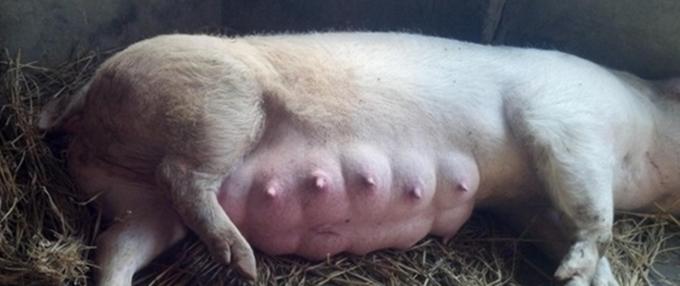哪种母猪不宜养,母猪保健的误区