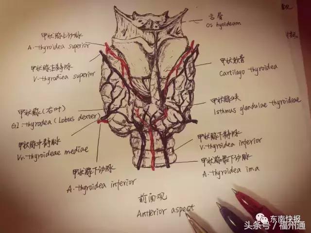 这美女厉害了!福州女大学生手绘人体解剖图太逼真!