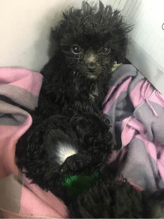 小贵宾怀孕20天不爱吃东西怎么办,贵宾怀孕一个月身体变化