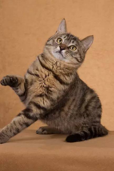 最常见的五种中华田园猫,中华田园猫有哪几种常见的