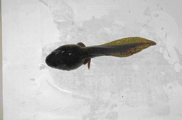 蝌蚪为什么那么慢变青蛙,你知道蝌蚪是怎么变成青蛙的吗