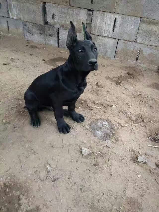 大型护卫犬黑狼智商,黑狼犬视频德国牧羊犬