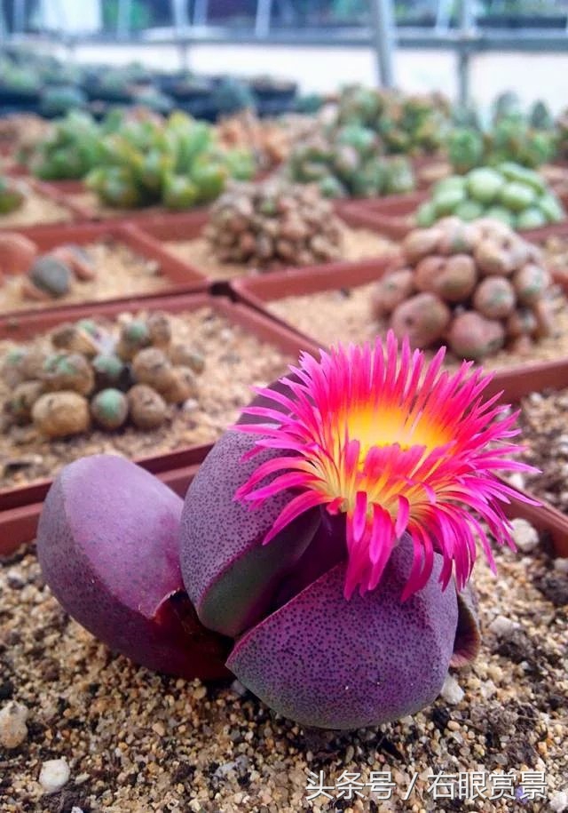 精品多肉颗颗都是韩版欧货老桩让您大呼过瘾